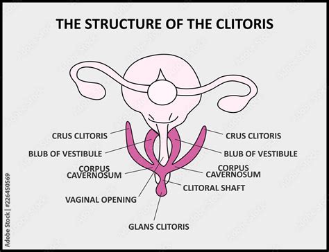 Clitoris: Location, structure, diagram